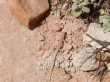20160404 Lizard at Citadel